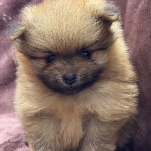 Buck, mâle spitz nain poméranien,lof #3
