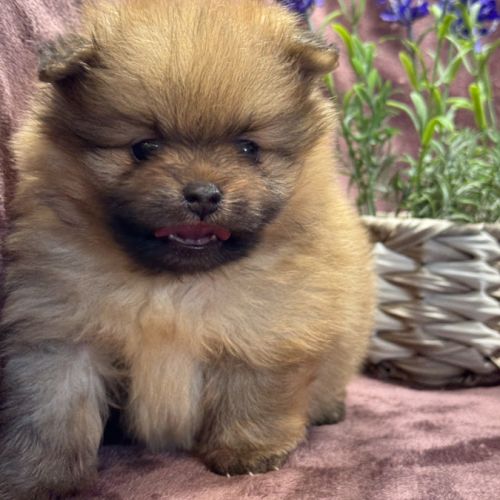 Buck, mâle spitz nain poméranien,lof #5