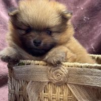Buck, mâle spitz nain poméranien,lof #1