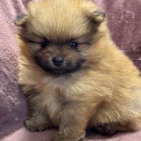 Buck, mâle spitz nain poméranien,lof