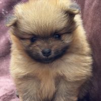 Buck, mâle spitz nain poméranien,lof #3