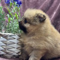 Buck, mâle spitz nain poméranien,lof #4