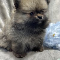Balou, mâle spitz extra nain poméranien #1