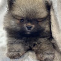 Balou, mâle spitz extra nain poméranien