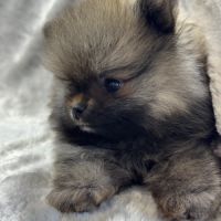 Balou, mâle spitz extra nain poméranien #3