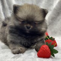 Balou, mâle spitz extra nain poméranien #4