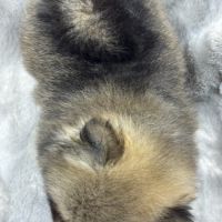 Balou, mâle spitz extra nain poméranien #5
