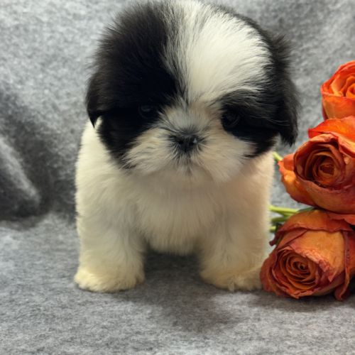 Bulle, femelle shih tzu , petit modèle, lof #0