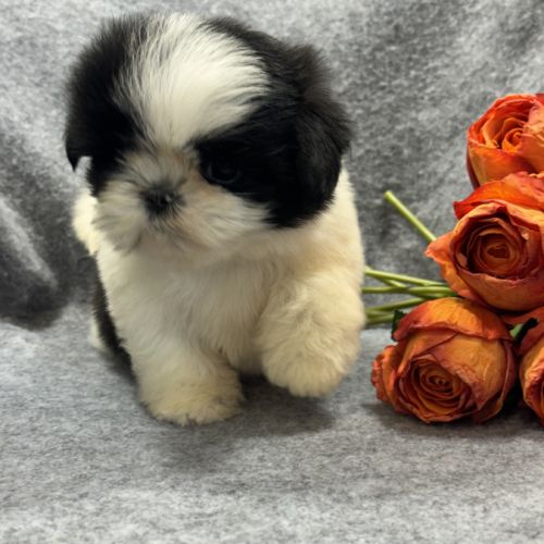 Bulle, femelle shih tzu , petit modèle, lof #2