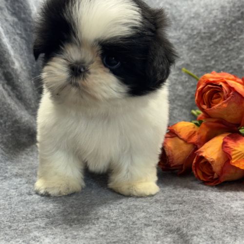 Bulle, femelle shih tzu , petit modèle, lof #3