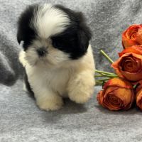Bulle, femelle shih tzu , petit modèle, lof #2