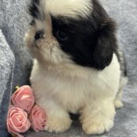 Bulle, femelle shih tzu , petit modèle, lof #4