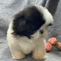 Bulle, femelle shih tzu , petit modèle, lof #5