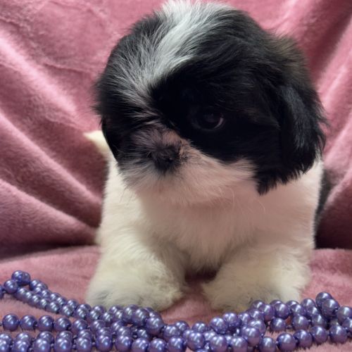 Bonita, femelle shih tzu, noir et blanc, lof #0