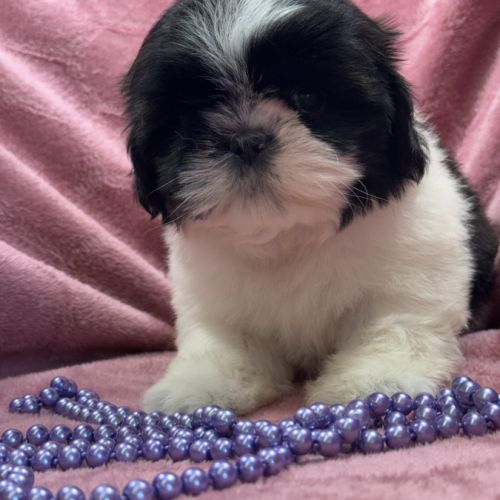 Bonita, femelle shih tzu, noir et blanc, lof #2