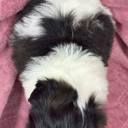 Bonita, femelle shih tzu, noir et blanc, lof #5
