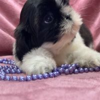 Bonita, femelle shih tzu, noir et blanc, lof #3