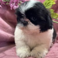 Bonita, femelle shih tzu, noir et blanc, lof #4