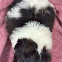 Bonita, femelle shih tzu, noir et blanc, lof #5
