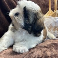Brita, femelle shih tzu fauve et blanc lof #1