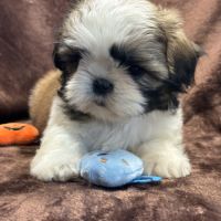 Brita, femelle shih tzu fauve et blanc lof