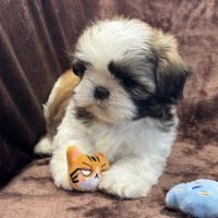 Brita, femelle shih tzu fauve et blanc lof #3
