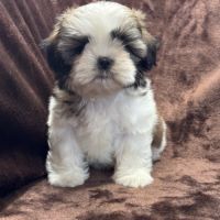 Brita, femelle shih tzu fauve et blanc lof #4