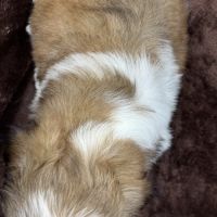 Brita, femelle shih tzu fauve et blanc lof #5
