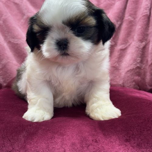 Rachèle, femelle type shih tzu fauve et blanc #0