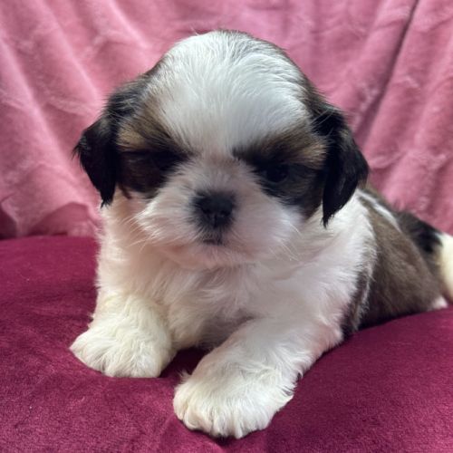 Rachèle, femelle type shih tzu fauve et blanc #2