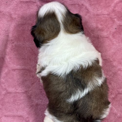 Rachèle, femelle type shih tzu fauve et blanc #5