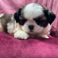 Rachèle, femelle type shih tzu fauve et blanc #3