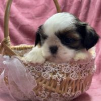 Rachèle, femelle type shih tzu fauve et blanc #4