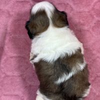 Rachèle, femelle type shih tzu fauve et blanc #5