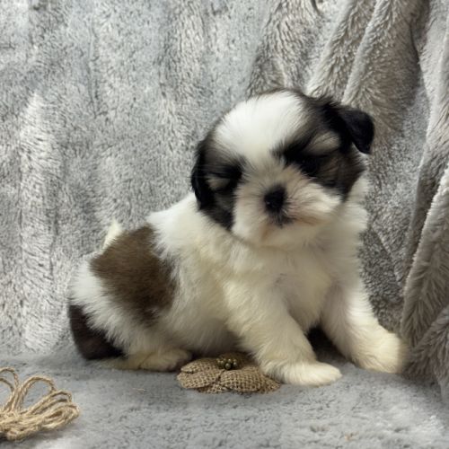 Romy, femelle type shih tzu fauve et blanc #1