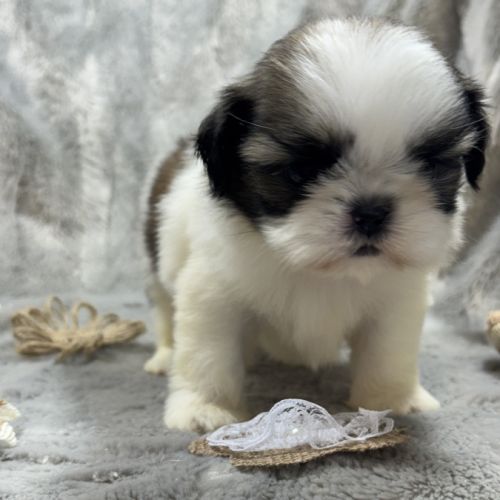 Romy, femelle type shih tzu fauve et blanc #0