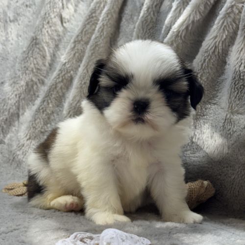 Romy, femelle type shih tzu fauve et blanc #3
