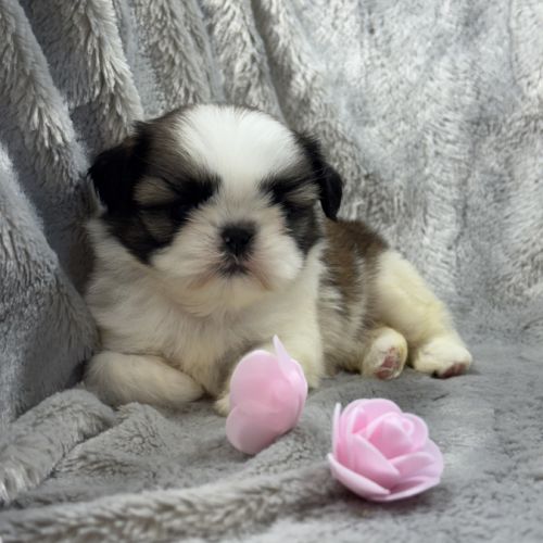 Romy, femelle type shih tzu fauve et blanc #4