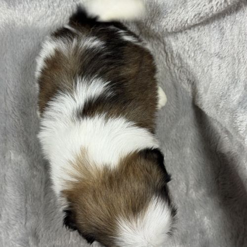 Romy, femelle type shih tzu fauve et blanc #5
