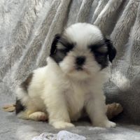 Romy, femelle type shih tzu fauve et blanc #3