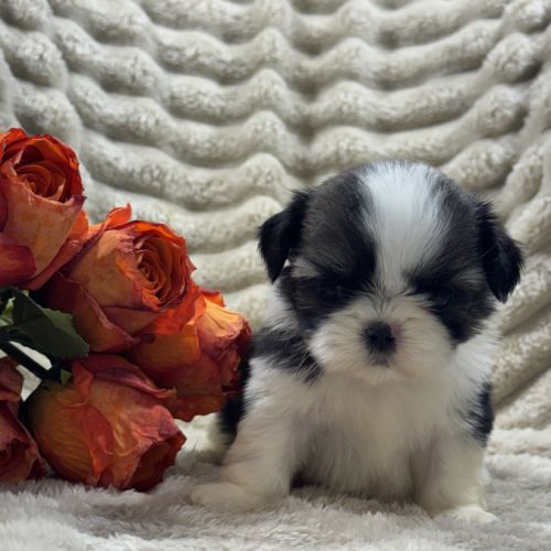 Susie, femelle type shih tzu fauve et blanc #2