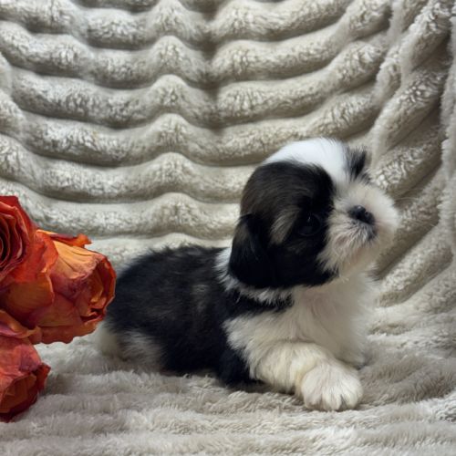 Susie, femelle type shih tzu fauve et blanc #3