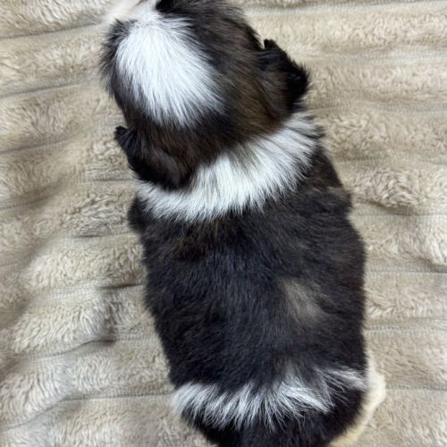 Susie, femelle type shih tzu fauve et blanc #5
