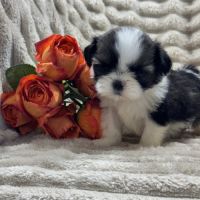 Susie, femelle type shih tzu fauve et blanc