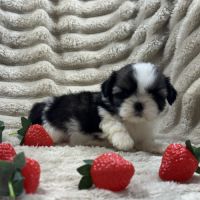 Susie, femelle type shih tzu fauve et blanc #4