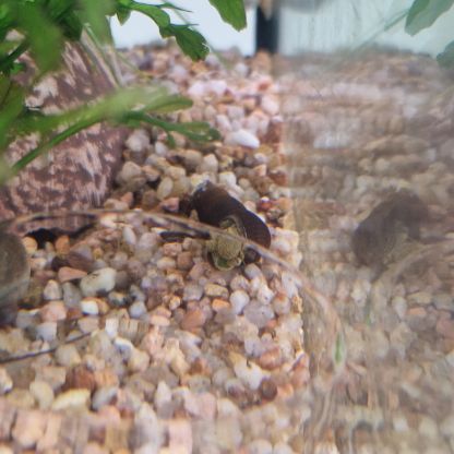 Escargots tylomelania