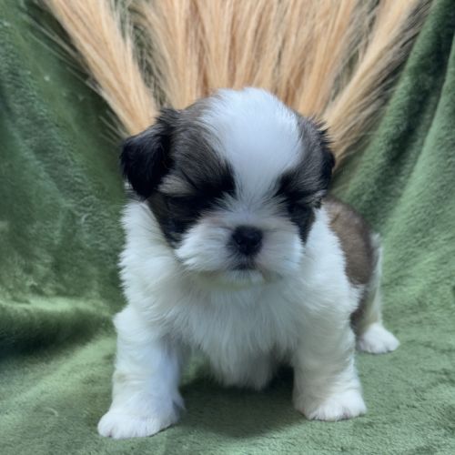 Teddy, mâle type shih tzu fauve et blanc #2