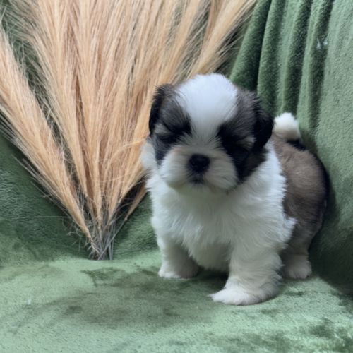 Teddy, mâle type shih tzu fauve et blanc #3