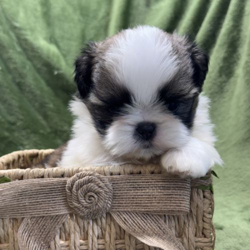Teddy, mâle type shih tzu fauve et blanc #0
