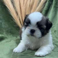 Teddy, mâle type shih tzu fauve et blanc #1